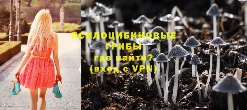 купить закладку  Будённовск  Псилоцибиновые грибы Psilocybe 